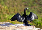 Indian Cormorant