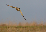 Short Eared Owl