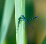 Common Blue Damselfly