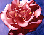 A Rose