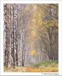 Autumnal Misty woodland 01