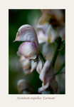 Aconitum napellus 'Carneum'