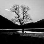Crummock Water Tree IMG_2745