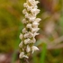 Dense-flowered orchid (Neotinea maculata also N. intacta)