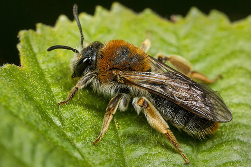 [i]Andrena haemorrhoa[/i] female. Shropshire, May 2015.