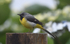 Bergeronnette des ruisseaux (yellow wagtail)