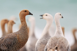 Upland Geese heads, Carcass Island, Falklands