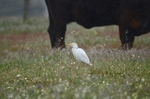 Cattle Egret