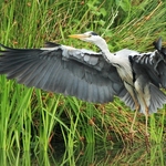 Grey Heron