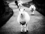 PARADE - WESTER-ROSS, SCOTLAND