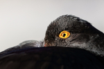 Magellanic Oystercatcher eye close-up, Carcass Island, Falklands