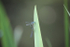 Insects _ AN 018