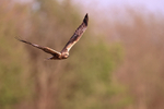 Western Marsh Harrier (male) flying, Montgai, Spain