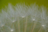Dandelion Seeds