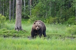 Brown Bear