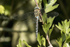 Migrant Hawker  (m)