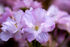 Cherry Blossom - DSC_8378