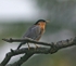 Brahminy Starling