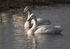 Whooper Swan