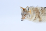 Hayden Valley Coyote close, Yellowstone National Park