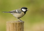 Great Tit