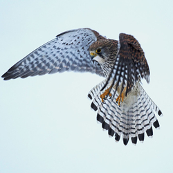 Kestrel Flying