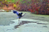 Heron In Flight
