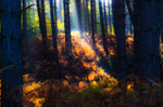 Woodland Sunbeams II