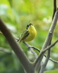 Common Tody-Flycatcher perched, Panama