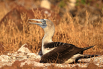 Blue-footed Booby on nest, North Seymour, Galapagos