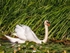 Mute Swan