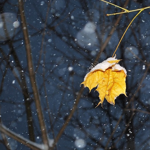 A lone sugar maple leaf remains as a late autumn snowstorm attempts to loosen it's grip.