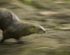 Otter in motion
