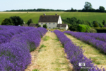 Lavender Fields