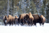 Group of cautious Bison, Yellowstone National Park