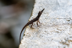Rough Horned Lizard