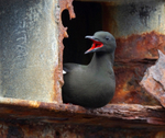 Black Guillemot - Cepphus grylle