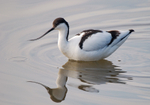 Avocet
