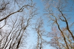 Springfield Coppice 2