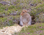 Mountain Hare - Lepus timidus