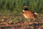 Little Bustard fluffing out feathers, Montgai, Spain