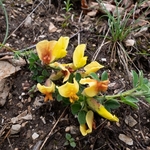 Yellow restharrow (Ononis striata)