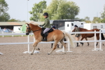 Class 305 Ridden Foreign Breeds- Pure Bred portfolio