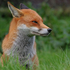 Red Fox