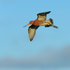 Black-tailed Godwit in flight, Hotel Raudaskrida, Iceland