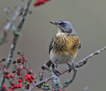 Fieldfare