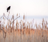 RED-WINGED BLACKBIRD - LONG POINT