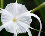 Beach Spider Lilly