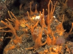 Amphilectus fucorum