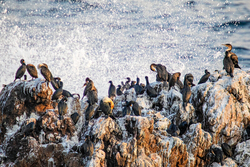 South Africa 2020 portfolio